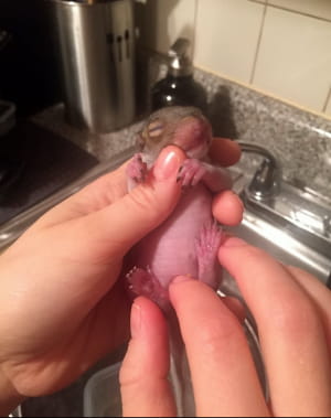 Білка Дюймовочка