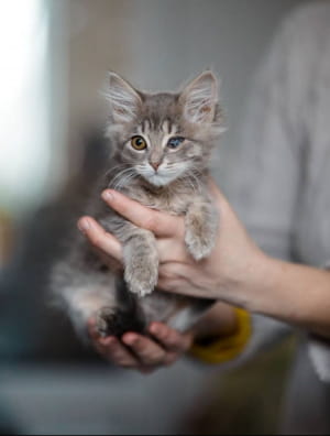 Кошенятко шукає дім