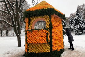Цитрусовий бум на Співочому полі