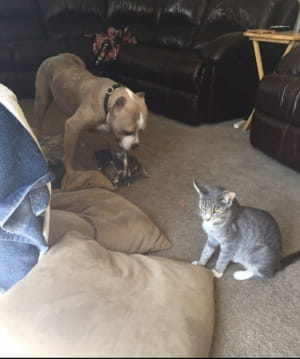 Собака пітбуль доглядає за кошенятами