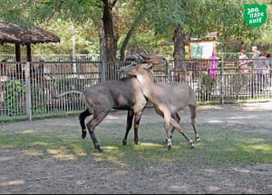 Тваринки у київському зоопарку