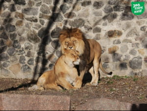 Тваринки у київському зоопарку