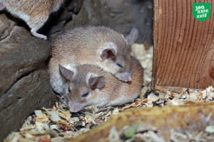 Тваринки у київському зоопарку