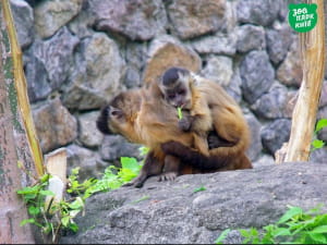 Тваринки у київському зоопарку