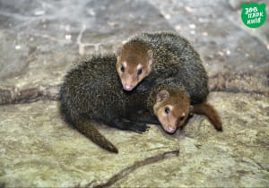 Тваринки у київському зоопарку