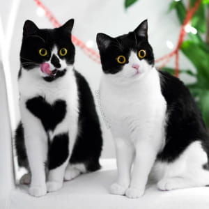 Кішки Зої та Ізі