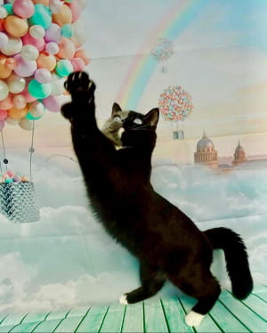 Кішка Нарнія з подвійним обличчям