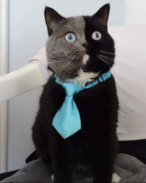 Кішка Нарнія з подвійним обличчям