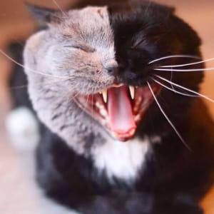 Кішка Нарнія з подвійним обличчям