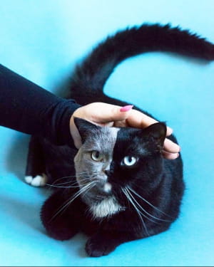 Кішка Нарнія з подвійним обличчям