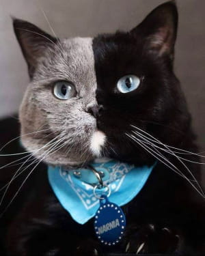 Кішка Нарнія з подвійним обличчям