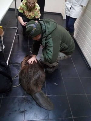 Кияни врятували бобра, який вскочив у браконьєрський капкан