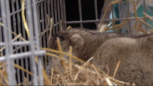 Бабачиха Маруся