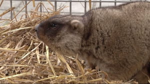 Бабачиха Маруся