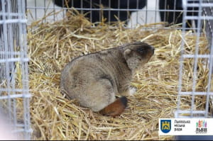 Бабачиха Маруся