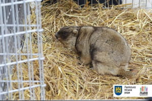 Бабачиха Маруся