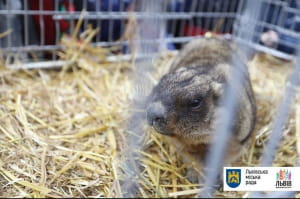 Бабачиха Маруся