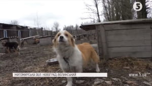 Притулок для собак "Оберіг"