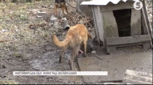 Притулок для собак "Оберіг"