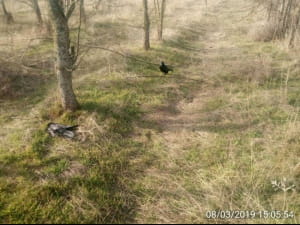 Загиблі птахи на Запоріжжі
