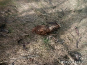 Загиблі птахи на Запоріжжі