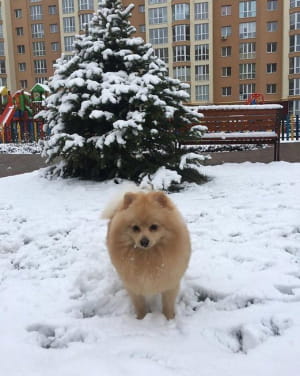 Сніг у Києві, березень 2019