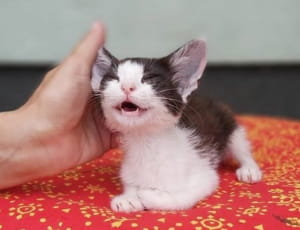 Кошеня