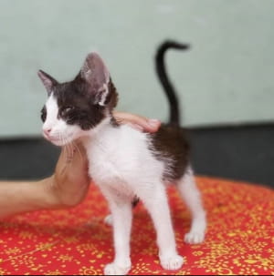 Кошеня