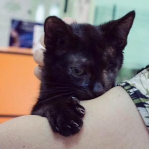 Котик шукає дім