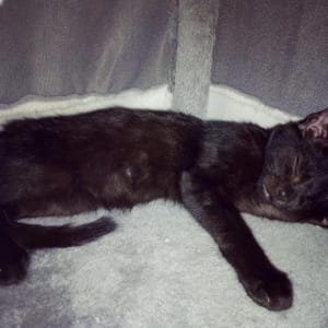 Котик шукає дім