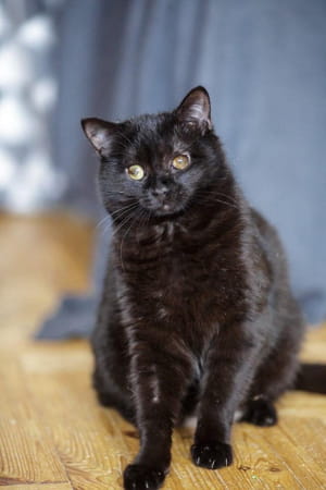 Котик Тоша