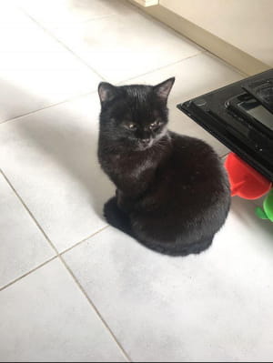Котик Тоша