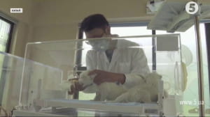 Рідкісні білі леви