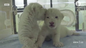 Рідкісні білі леви