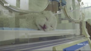 Рідкісні білі леви