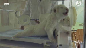 Рідкісні білі леви