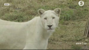 Рідкісні білі леви