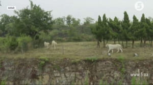 Рідкісні білі леви