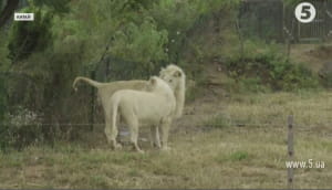 Рідкісні білі леви