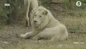 Рідкісні білі леви