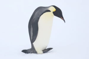 Імператорський пінгвін 
