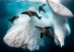 Лучшие подводные снимки 2020 года. В главной номинации победил французский фотограф Грег Лэкер со своим снимком под названием "Замороженный мобильный дом"