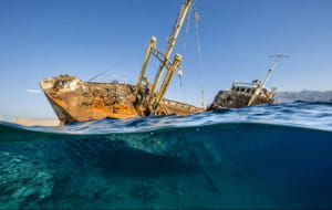 Лучшие подводные снимки 2020 года