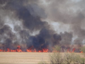 Горить Нижньодністровський національний парк 