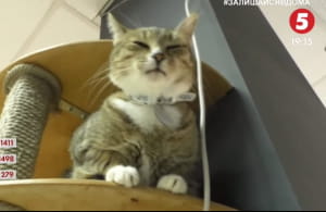 котики