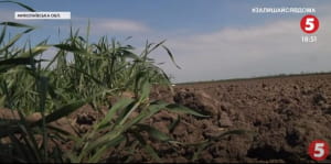 Посіви озимої пшениці