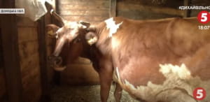 Корова Семерка