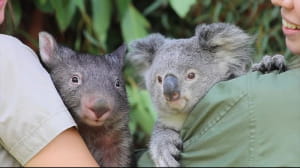 Вомбат і коала