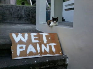 Здається, цей кіт не вміє читати