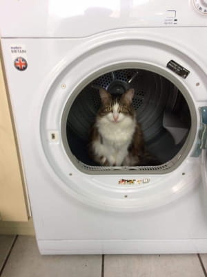 Котики ховаються